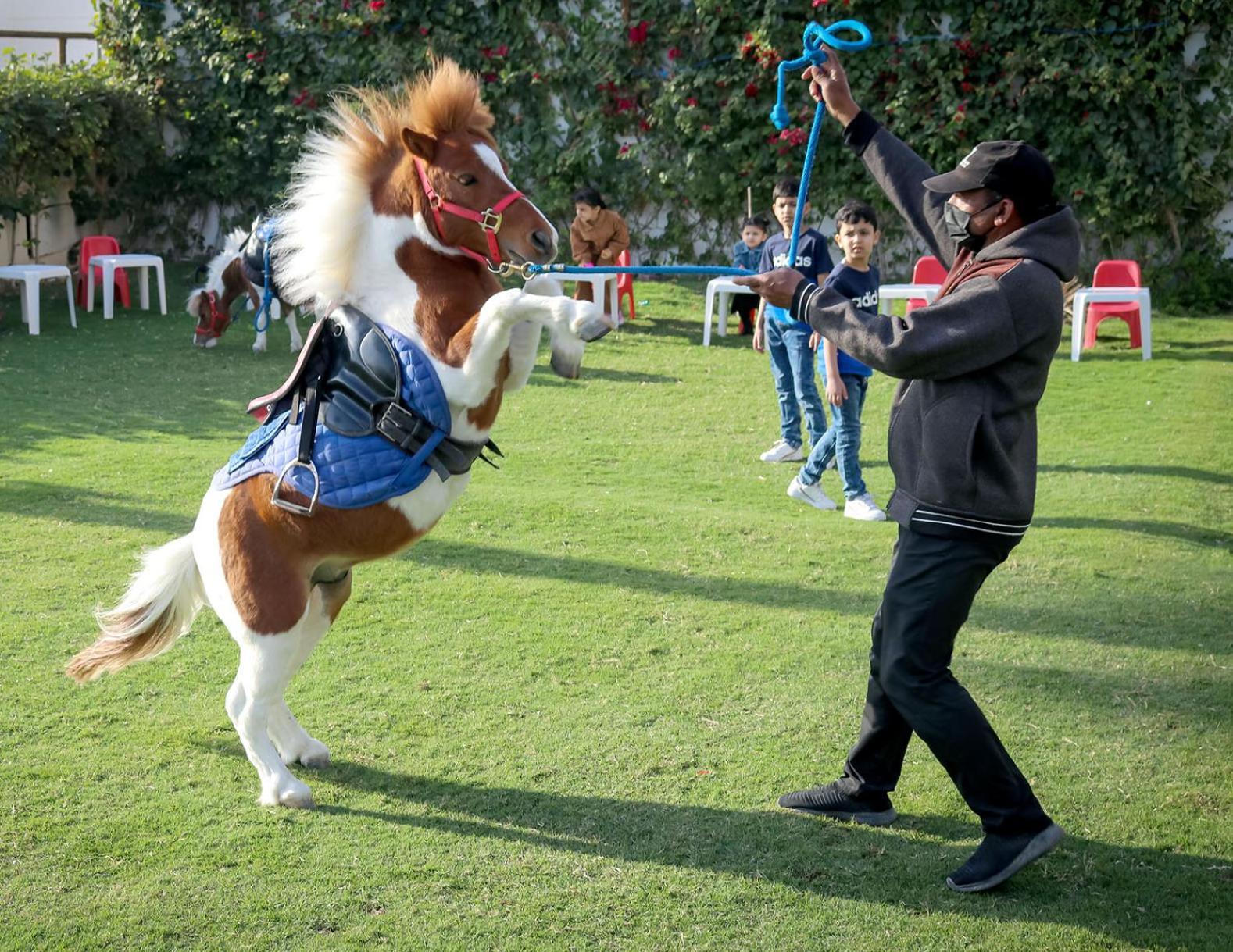 Lagoona Beach Luxury Resort And Spa Manama Luaran gambar The photo shows a small horse or pony rearing up on its hind legs. The pony is wearing a blue saddle and is being led by a person who is holding a rope. The person is wearing a mask and appears to be encouraging the pony to perform. In the background
